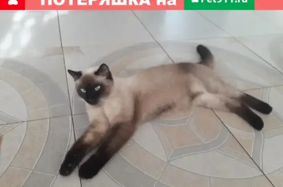 Пропала кошка в ДНП Кипреево, Московская область