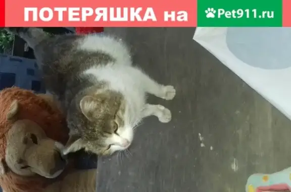 Найдена беременная кошка на ул. Полярная 16