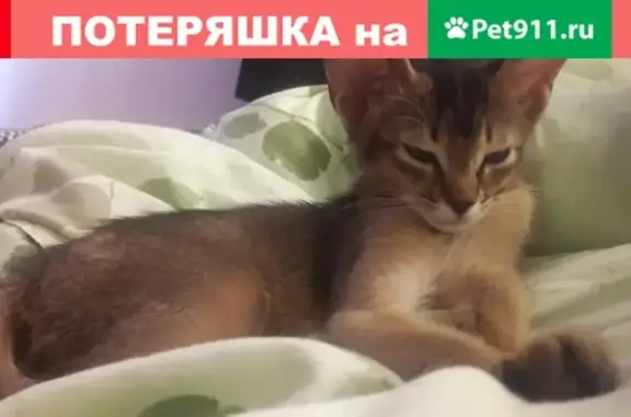 Пропала абессинка-котенок в деревне Шихово, ул. Кирова