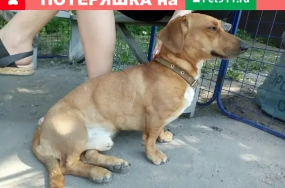 Собака с ошейником на Московском шоссе, Н.Новгород
