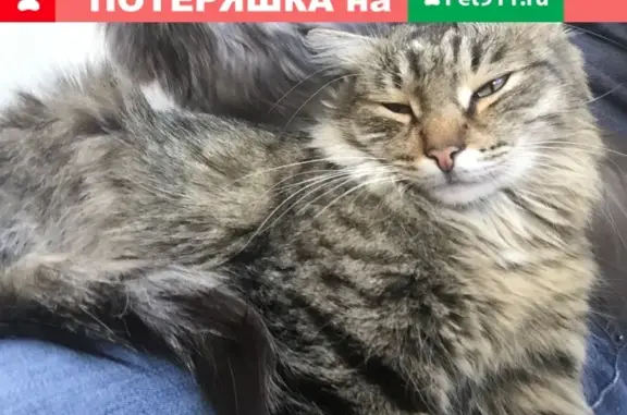 Найден пушистый котик на ул. Комсомольской, ищет новых хозяев.