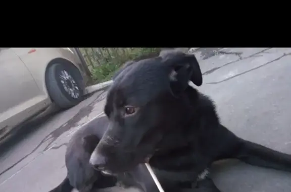 Найдена собака, Москва, фото: Найдена собака у метро Авиамоторная, 89031041660