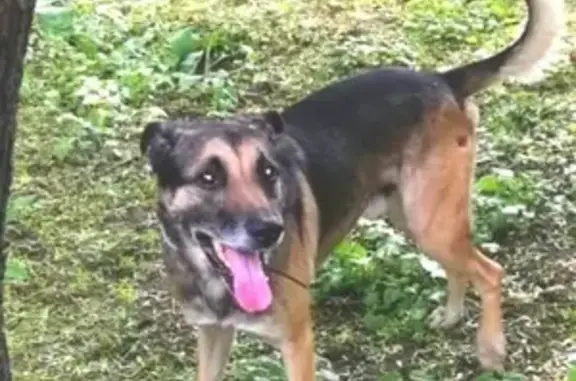 Собаки потеряшки, Москва, фото: Потеряшка собака на Куркинском ш., Москва