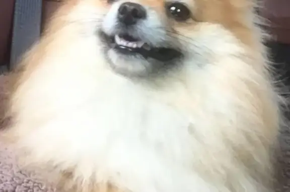 Потерянные животные Иркутск, фото: Пропала собака в Иркутске!