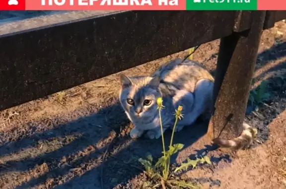 Найдена кошка на Которосльной набережной, д.60