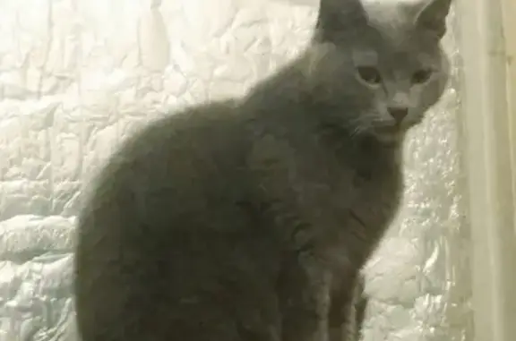 Пропала кошка на улице Оганова, 27 в Ростове-на-Дону