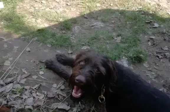 Пропала собака Ханна на ул. Комсомольская