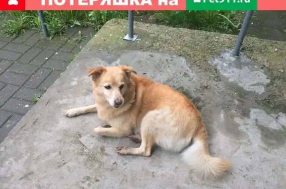 Найдена собака на пр. Рокоссовского 137/143