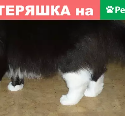 Пропала кошка Поля на ул. Костромская 84