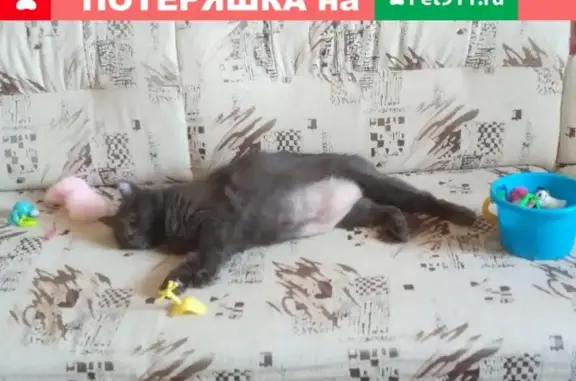 Пропала кошка в д. Соловьи, зовут Соня (89532447422)