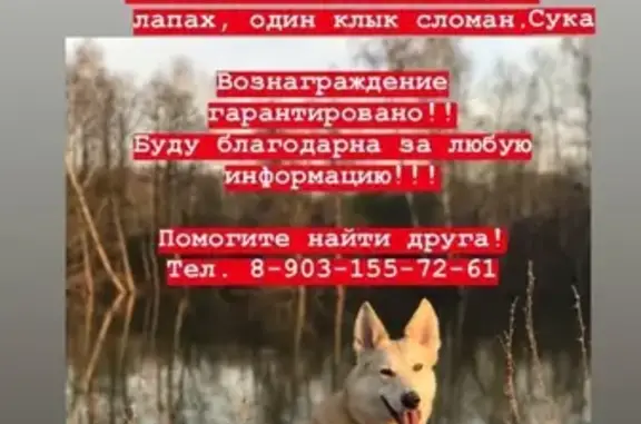 Пропала собака в Обнинске, Калужская обл.
