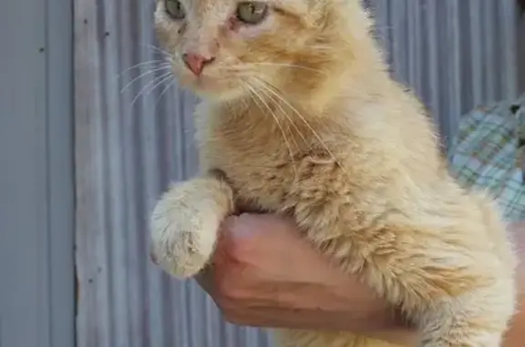 Пропала кошка в Таганроге, район Свободы- Водопроводной #Котопес_Потерянные