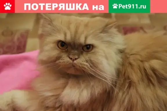 Пропала кошка Вася, Ленина 17, Краснотурьинск, вознаграждение