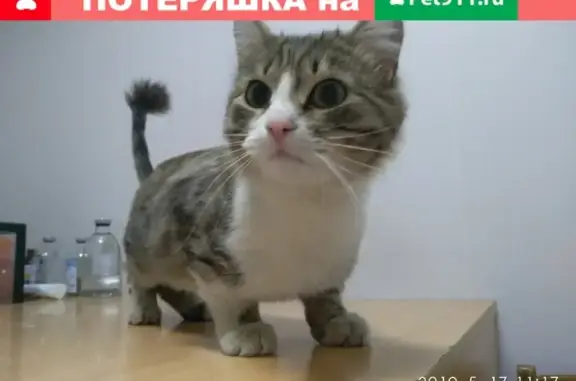 Найден котик на ул. Шуменской, Челябинск