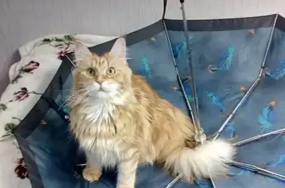 Пропала кошка в Нижневартовске, вознаграждение