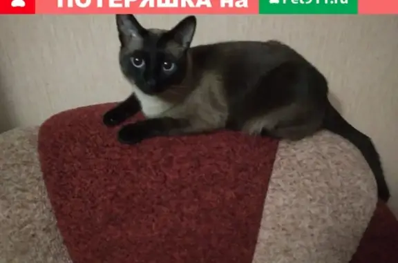 Пропал сиамский кот Сёма, Новгородская 35, Вологда.