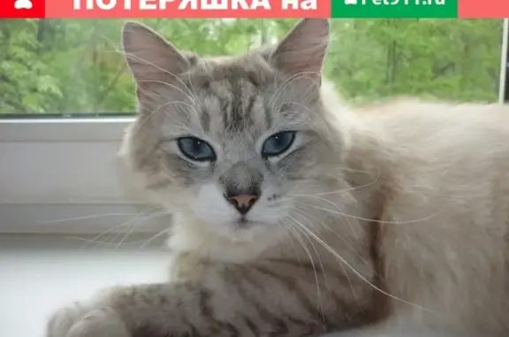 Найдена кошка в Москве на ул.Болотниковская