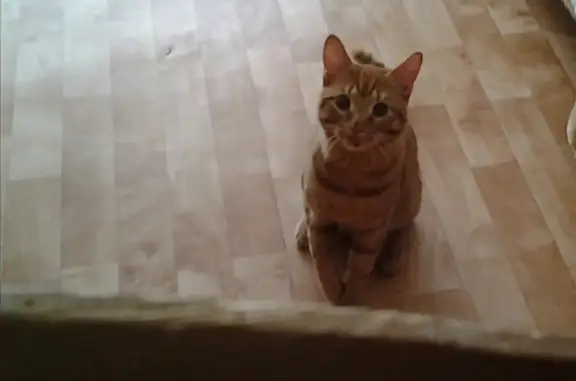 Найден котик на ул. Строителей 3А в Надыме, ищем владельцев!