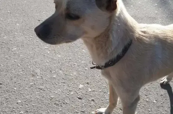 Найдена собака, Москва, фото: Найдена домашняя собака в районе Сокол, Москва