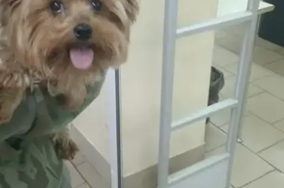 Найдена собака на Ленина 153 в Череповце