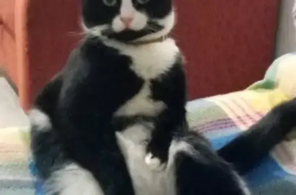 Найден черно-белый кот (Екатеринбург)