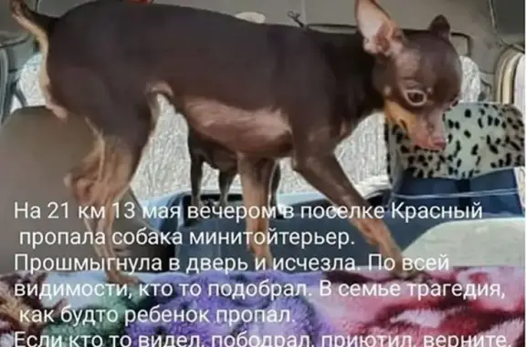 Пропала собака в Красном, Камчатский край