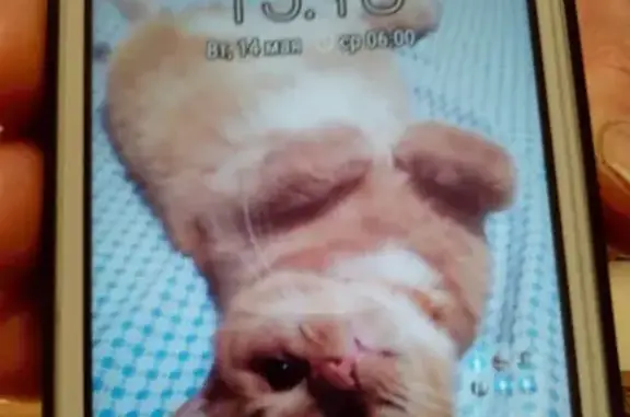 Пропала кошка в районе Пролетарской, Вологда