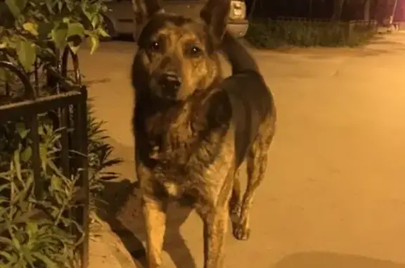 Найдена собака в Петроградском р-не СПб