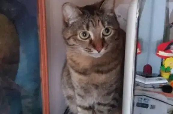 Кошки потеряшки, Киров, фото: Потеряшка кошка Дина в районе Диорамы, Киров.