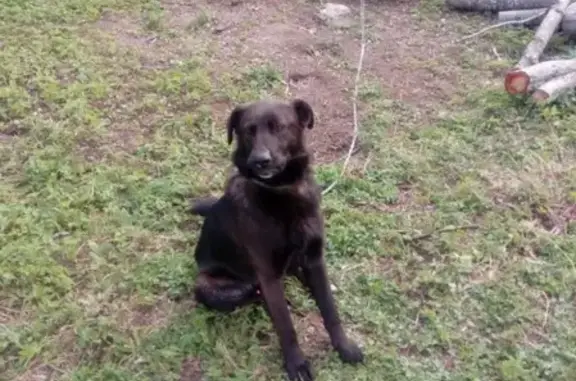 Найдена собака в деревне Оржицы, Ленинградская область