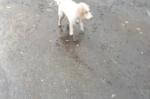 Объявления о пропавших и найденных животных, Сургут, фото: Пропала белая Фокс терьер в Сургуте, номер на ошейнике.