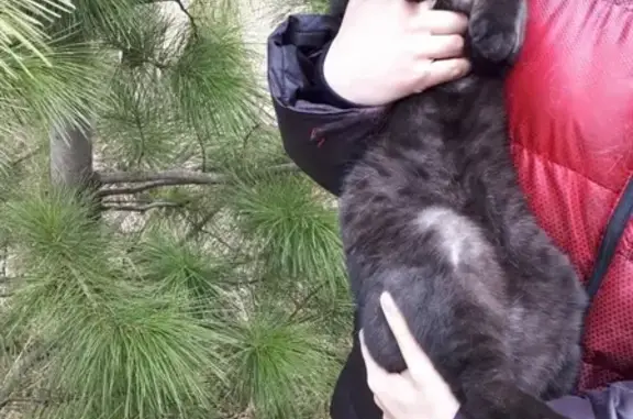 Кошки потеряшки, Элита, фото: Потеряшка котик Крош в пос. Элита, звоните!