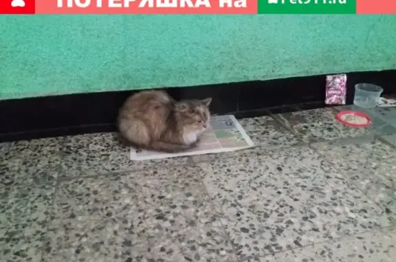 Найдена кошка в Кировском районе СПб