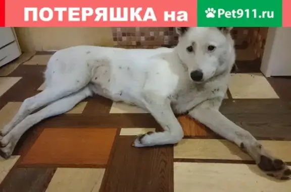 Найдена собака на улице Плеханова в Челябинске