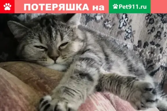 Пропала шотландская кошка Муська на улице Котовского в Бузулуке