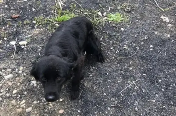 Найдена собака в Абакане 16.05