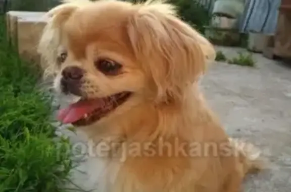 Пропала собака Фил на 1-м Бронном переулке в Новосибирске