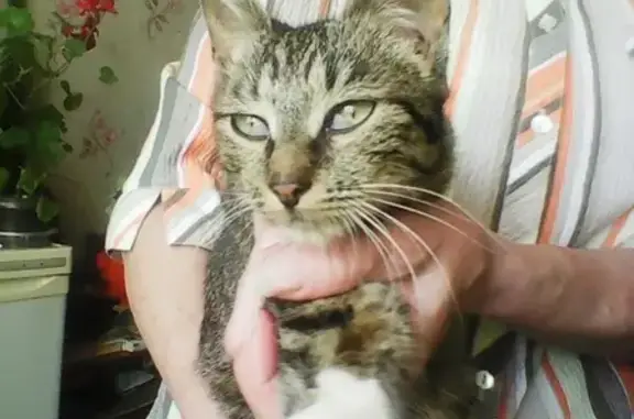 Найдена кошка в Кирове, возраст 5 месяцев.