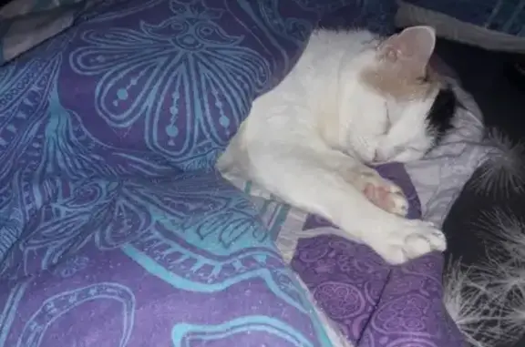 Кошки потеряшки, Киров, фото: Потеряшка кошка на Луговом переулке, дом 1, возможно приютили, отзывается на Матильду или Мотю.