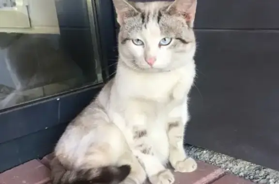 Найден тайский кот (Солнечный, Екатеринбург)