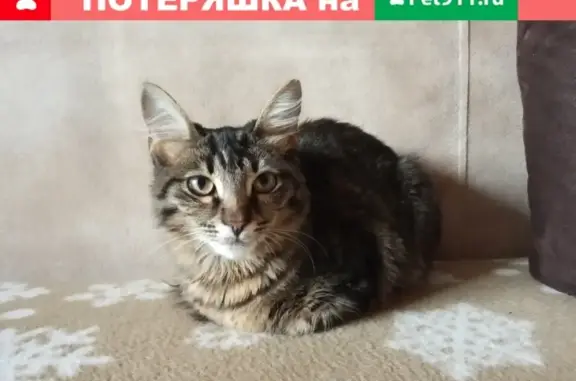 Найдена кошка у дома 107 на ул. Первомайская
