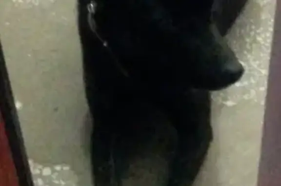 Найдена собака в Красноярске, срочно!