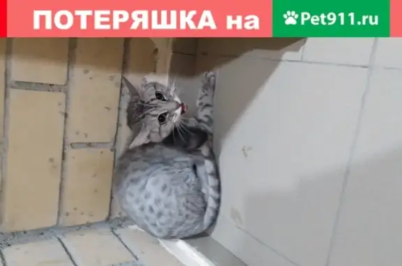 Найден кот на ул. Народная-Лабужского, Оренбург, 16.05.2019.