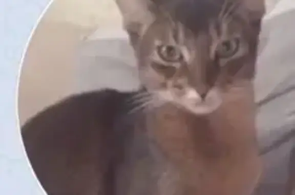 Кошки потеряшки, Москва, фото: Потеряшка кошка Фелис, Вешняковская улица, Москва