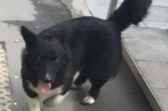 Пропала собака на ул. Парковой в Каменск-Уральском