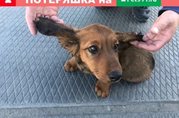 Найдена собака-Щенок на ул. Промышленной