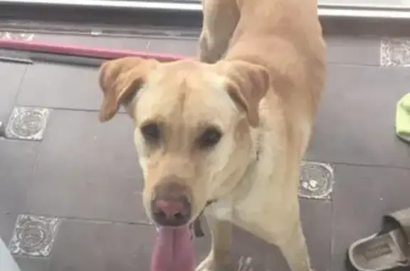Найдена собака возле ТРЦ Юбилейный в Иркутске