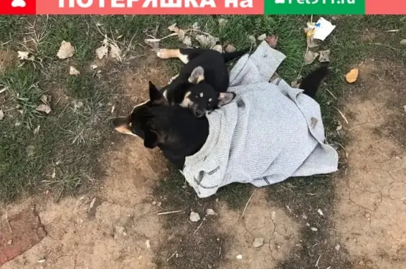 Потерянные животные Астрахань, фото: Пропала собака на ул. Яблочкова, 27к1, с щенком.