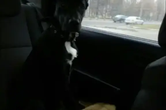 Собаки потеряшки, деревня Тимшино, фото: Потеряшка собака Торри в деревне Тимшино, Московская область