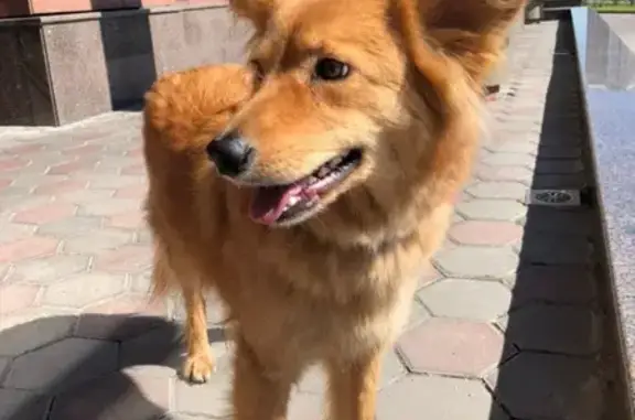 Найдена собака на Русаковской 13 в Москве